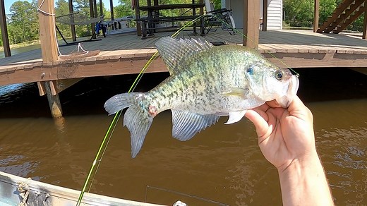DID YOU SEE THE LINE JUMP? #crappiefishing #crappie #crappiemaniacs #kayak #kayakfishing #kayakcrappiefishing #crappiecrazy #903fishing #texasfishing ##crappielife #crappiefishin ##whitecrappie #fishing #fishinglife #fishingaddict #fishingdaily #crappiecrazy #fishingislife #fishingtime #fishing #inandoutpowersports ACC Crappie Stix Piscifun Slab City Jigs | 903 Fishing