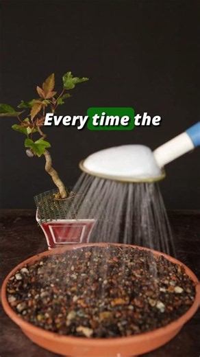 Small Bonsai in Summer Heat
