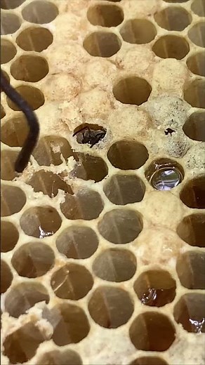 Worker Bee Hatching From Cell 🐝✨ A New Life Begins #shorts