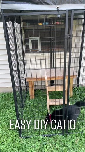 Easy DIY Catio Cage Ideas for Outdoor Cats