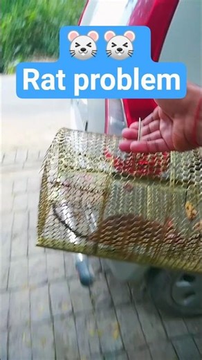 rat 🐁 catching trick / how to catch rat #rat #ratcatcher #rattricks #seerat #ratseries #ratfans