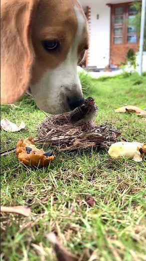 Kunjuttan Rocks : 15 | M4 Tech | Bird Rescue #shorts