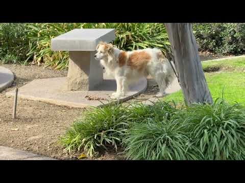 October 24, 2025 The Graveyard Dog
