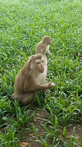 17 reactions | Luna family, Lynx look really cute | Fresh Newborn Monkey | Facebook