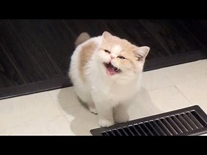 Cat Meowing For Food