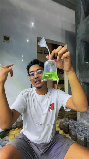 Bungkus Sat Set: Tips for Betta Fish Care