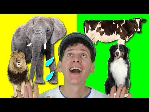 Old MacDonald Had A Funny Farm with Matt | Nursery Rhymes, Children's Songs | Learn English Kids