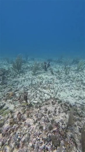 Exploring the Underwater World of Lobsters and Octopuses