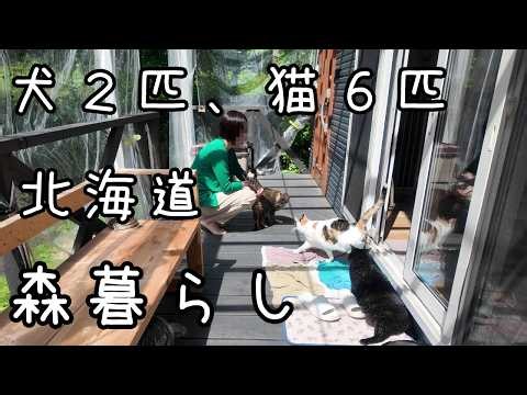 I'm really lonely, but we'll sleep separately. [Living with a dog and a cat]