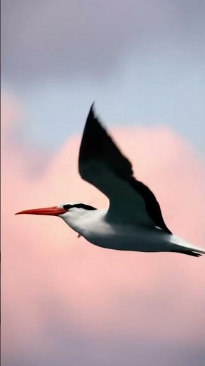 Red-billed Tropicbird Sound 4K | Hear the Rare Phaethon aethereus Call | Stunning Seabird Close-Up