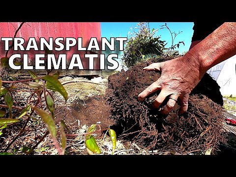 How-To Transplant a Clematis