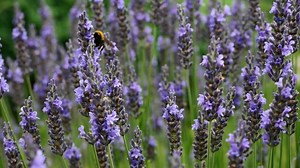 Lavender, Flowers, Nectar