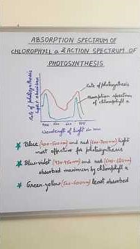 Absorption Spectrum of Chlorophyll a & Action Spectrum of Photosynthesis || neet Biology