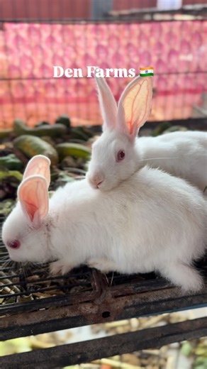 DEVANANDINI INTEGRATED FARM | Den farms 🇮🇳 | Instagram