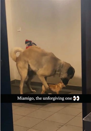 Two Dogs Having Fun Together