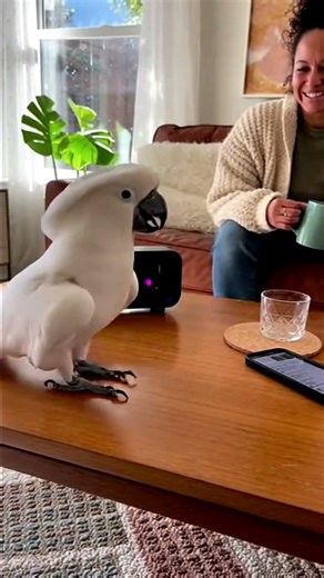 Dance Running On Apocalypse Energy