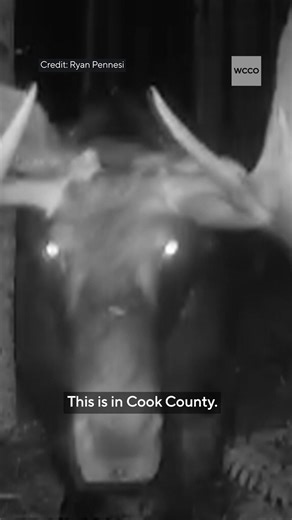 Double the antlers, double the awe. Two bull moose caught on a northern Minnesota trail cam this fall. With populations holding steady these gentle giants remain icons of the North. Learn more about them by visiting our link in bio. | WCCO & CBS News Minnesota