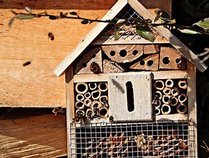 Bee Nests: Your Guide to Creating Bee Nesting Grounds for Your Bee Garden