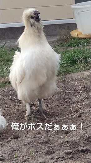 にわとりの烏骨鶏達が久々の砂浴び🐓で周りを警戒する雄鶏 #鶏 #烏骨鶏 #にわとり #ウコッケイ #福岡 #養鶏 #雄鶏 #九州 #田舎 #農業 #みやま市 #チキン #鳥好き