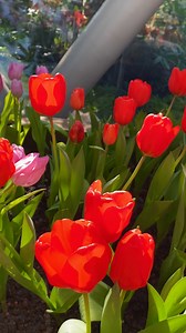 Tulips, Flowers, Garden. Free Stock Video