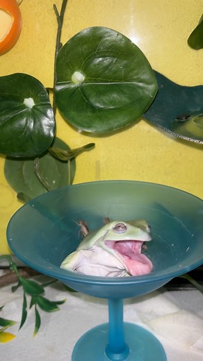 73K views · 1.2K reactions | And he did not eat one cricket  #whitestreefrog #frog #frogs #treefrog #treefrogs #hoppinhelp | Hopp'in Help | Facebook