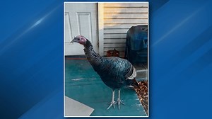 Missing pet turkey in neighborhood causes stir as residents decide what to do with it