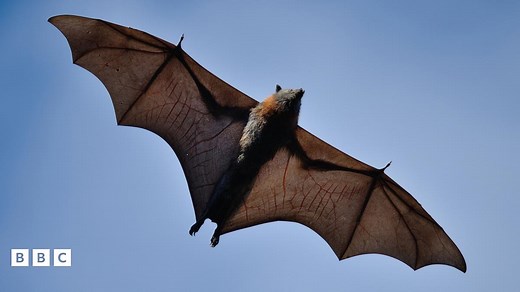 Fact File: Bats