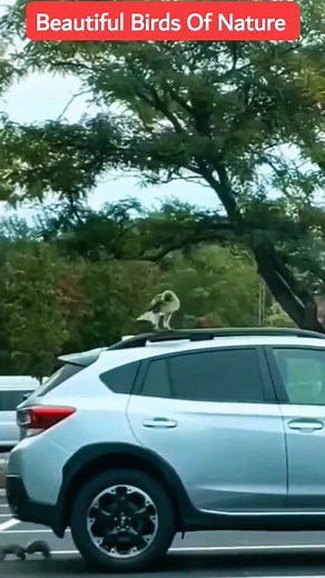 3.2K views · 66 reactions | Eagle catching Squirrel Funny moments #viralreels #reelsfypシ #reels2023 #reelsvideo #reelsfb #reelsviral #viralvideo #wildlife #pigeon #eagle | Beautiful Birds Of Nature | Facebook