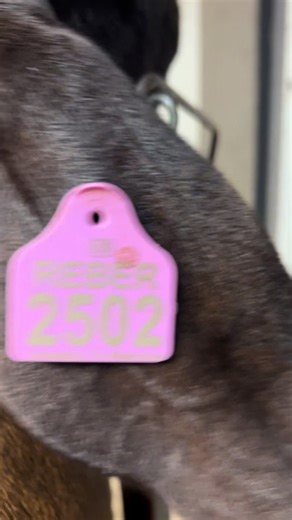 Discover Your Inner Show Goat