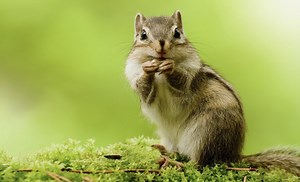 Chipmunks: Tree Squirrels
