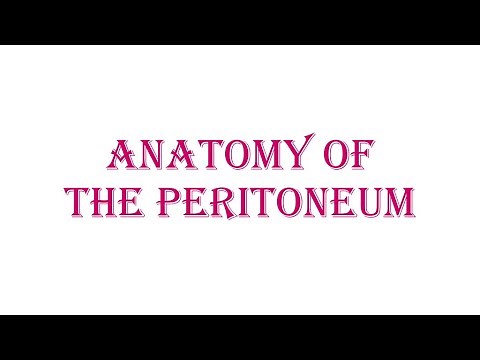 Anatomy of the peritoneum 1