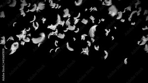 Flying many white feathers on black background. Beautiful feather floating in air. Happiness concept. 3D loop animation of feathers.