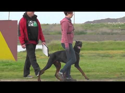 IPO 1 trial - obedience trial with USCA judge Frank Phillips