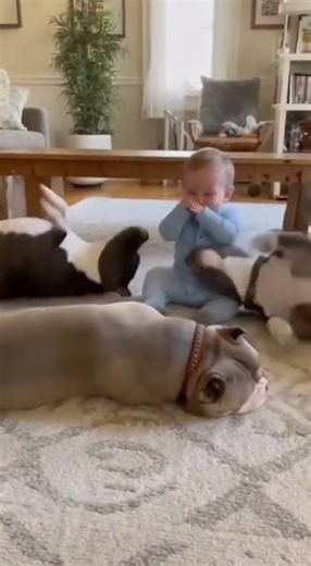 This baby has a LETHAL scream... #dog #baby