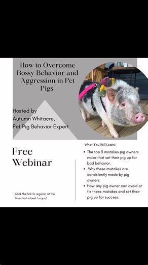 🚨 Is your pig acting a little too bossy lately? 🚨 Maybe they’re ignoring you when you call… Or maybe they’re charging, nipping, or trying to control everything in the house. You’re not alone — and it’s fixable. In my FREE Bossy Behavior Webinar, I’m breaking down why pigs act this way, what it really means, and how you can turn things around without fear, frustration, or guilt. If you’ve ever wondered whether your pig is “spoiled” or just “being a pig,” this class will clear up so much confusi