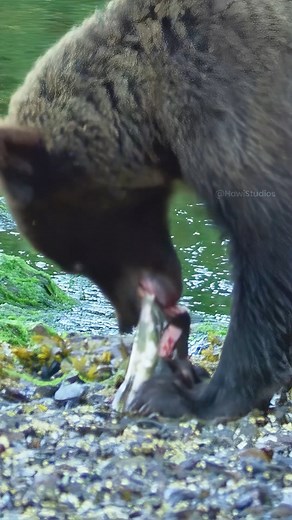 Brown Bear eating a fresh Fish Wincent S2A4U #nature #wildlife #bear #fish | HAWI Studios