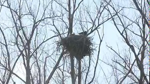 10K views · 391 reactions | There's a pair of bald eagles nesting at Pickerington Ponds Metro Park! 礪❤️ Head out on the Killdeer Trail to see them cozied up in their nest. | Columbus and Franklin County Metro Parks | Facebook