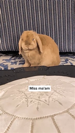 3.7K views · 1.5K reactions | Ok, so this is getting out of control....