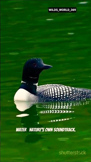 Common Loon: The Spirit of Northern Lakes 🐦🌊 #facts #wildlife #birds