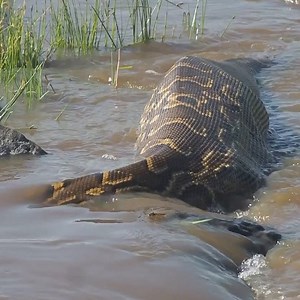 Massive python swallowing a gazelle | Bianca Borba
