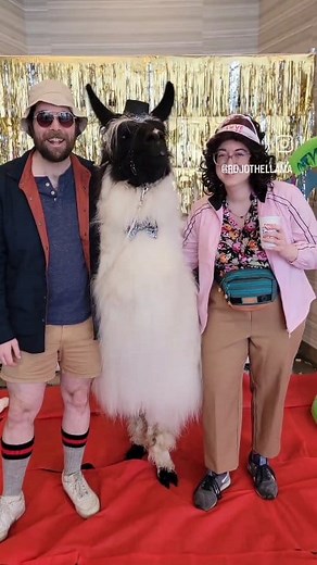 Prince had so much fun celebrating Oregon Humane Society volunteers!! Amazing people doing incredible things for animals who need it most ❤️ | Rojo the Llama