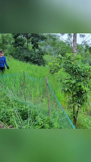 Weeding upland rice on the farm, visiting corn hills #bushcraft #outdoors #build #camping #building #offgrid #shelter #garden #fyp #foryou | Live With Nature