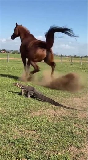 Hooves Raising Dust: Horse Startles and Flees from an Approaching Monitor Lizard