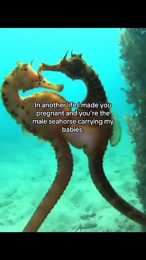 Understanding Male Seahorses and Their Unique Role