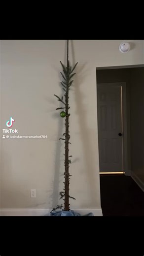 The most epic Charlie Brown tree you’ll ever see!!!!When you run out of fresh greenery to make wreaths, you cut up a Christmas tree…. Simultaneously when Miss Avery doesn’t have time to decorate a full tree, but still wants some resemblance of Christmas in her home! Everyone wins! #joshsfarmersmarket #charliebrownchristmastree #weneededgreenery #shesprettywitty #olechristmastree #thatonegreenballornament | Josh's Farmers Market