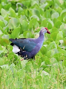 Western swamphen | 𝐍𝐚𝐭𝐮𝐫𝐞 𝐏𝐡𝐨𝐭𝐨𝐬 𝐁𝐨𝐨𝐤