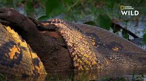 1.8M views · 37K reactions | L'anaconda ne peut pas déchiqueter des proies aussi grosses que le capybara ; ce spécimen va donc avaler tout rond sa prise du jour. | Nat Geo Wild France | Facebook