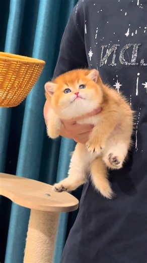 Bear version of gold gradient, the face should be round enough, the head should be big enough, and the frame should be full enough version gold gradient layer layer #catoftheday #animal #catlove #animals #kittens #catlovers #cute #lovecats #pets #pet | Cutie Kitty