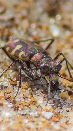 Nature's Speed Specialist | Tiger Beetle | S01 002 | Apex Insects of the World