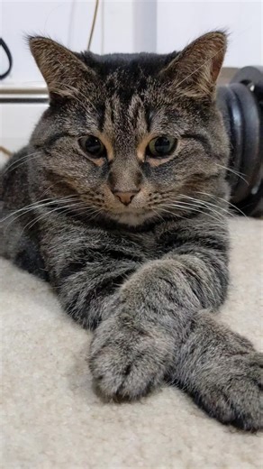 Understanding Your Cat's Behavior and Thoughts